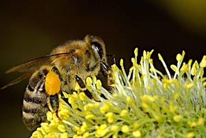 Hauptbild für 'World Bee Day' Sunday Science