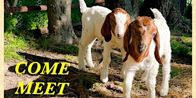 Candle Making & pet Cute GOATS primary image