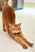 Cat Yoga & Adoption hosted by Universal Cat Care Company!