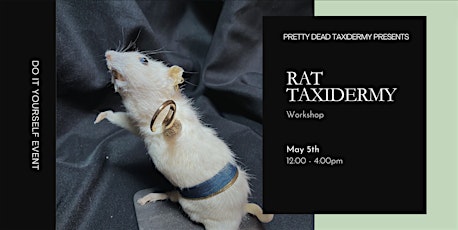 Rat Taxidermy Workshop