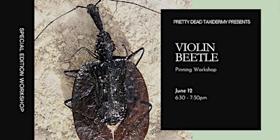 Violin Beetle Pinning Workshop primary image