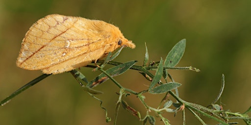 Immagine principale di Morning Moth Survey in the Heart of England Forest - BioBlitz 2024 