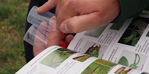 Imagem principal do evento Grasshopper & Cricket Survey in the Heart of England Forest - BioBlitz 2024