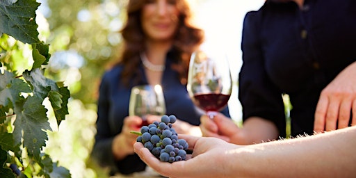 Mizel Estate Wines - Wine Tasting in the Vineyard  primärbild