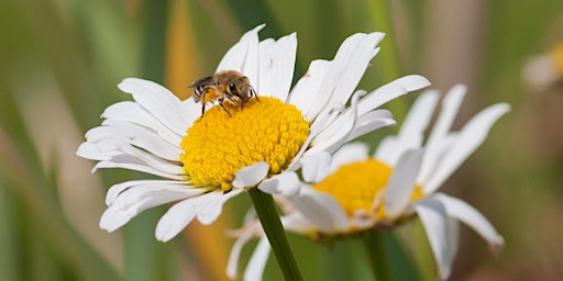 Imagen principal de Bee, Wasp & Hoverfly Survey in the Heart of England Forest - BioBlitz 2024