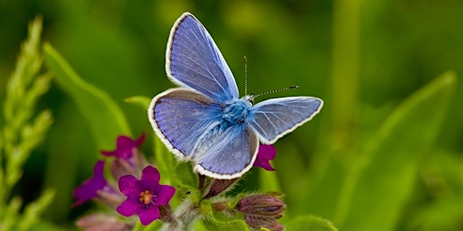 Hauptbild für Butterfly Survey in the Heart of England Forest - BioBlitz 2024
