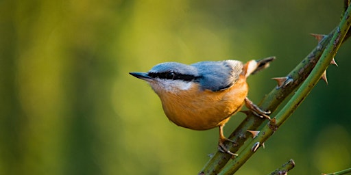 Imagen principal de Evening Bird Walk at Dulwich Woods