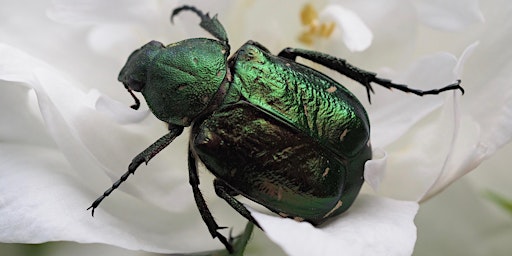 Hauptbild für Beetle Survey in the Heart of England Forest - BioBlitz 2024