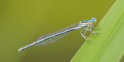 Hauptbild für Dragonfly & Damselfly Survey in the Heart of England Forest - BioBlitz 2024