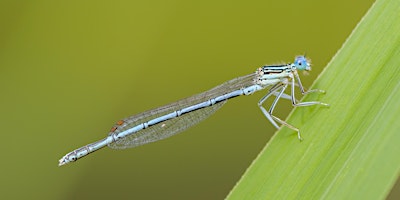 Dragonfly & Damselfly Survey in the Heart of England Forest - BioBlitz 2024 primary image