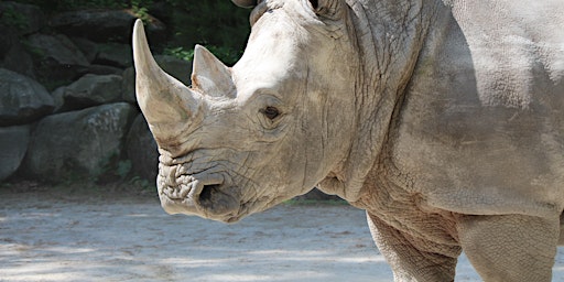 Imagen principal de 2024 Rhino Encounters