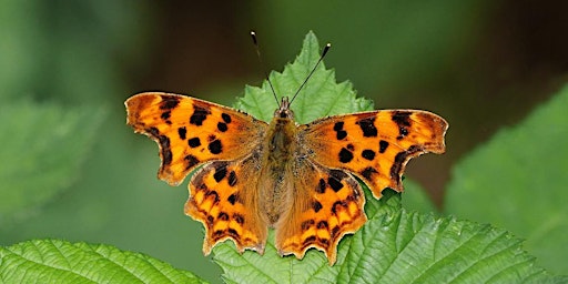 Imagen principal de Butterfly & Moth Walk at Dulwich Woods
