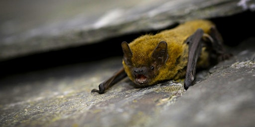 Bat Walk at Dulwich Woods primary image