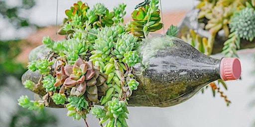 Primaire afbeelding van Green Thumbs:  Grow Succulents in Plastic Bottles