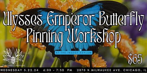 Imagem principal do evento The Ulysses Emperor Butterfly Pinning Workshop