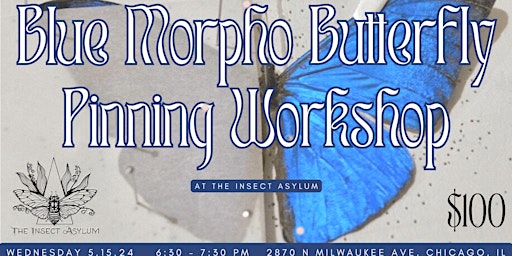 Primaire afbeelding van Blue Morpho Butterfly Pinning Workshop