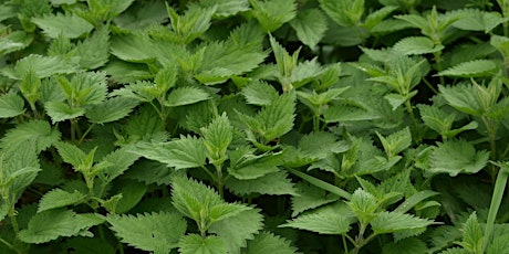 Intro to Nettle
