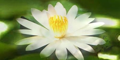 Imagem principal de White Lotus Day