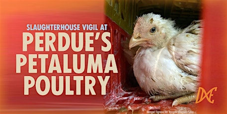 Slaughterhouse Vigil at Perdue's Petaluma Poultry