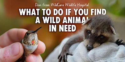 Imagem principal do evento Meetup: What to do if You Find a Wild Animal in Need