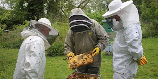 Imagem principal do evento Beginners Beekeeping course Co Cork Beekeepers