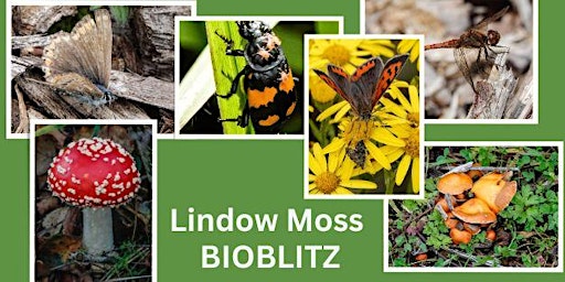 Hauptbild für Lindow Moss Bioblitz