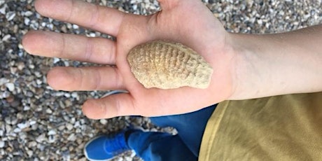 Family Fossil Hunt - August 2024