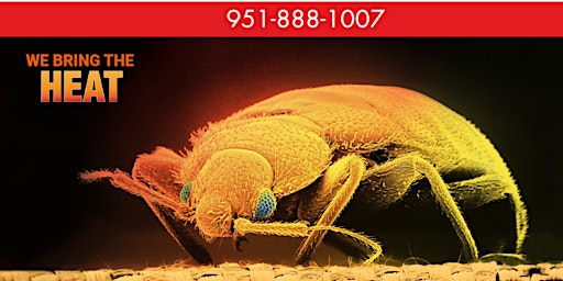 Primaire afbeelding van Top Treatment Bed Bug Exterminator Palm Springs