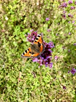 Immagine principale di Spring Science - Monitoring Butterflies at Slades Farm 