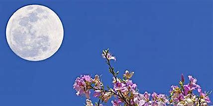 Sound Healing Flower Full Moon primary image