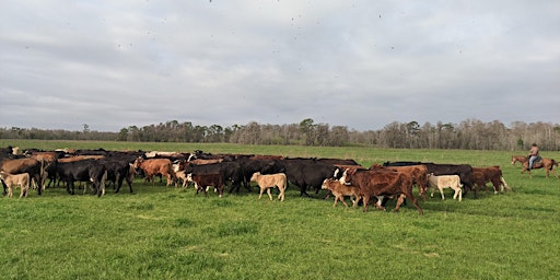 Hauptbild für Beef Cattle Reproduction Management School with Artificial Insemination