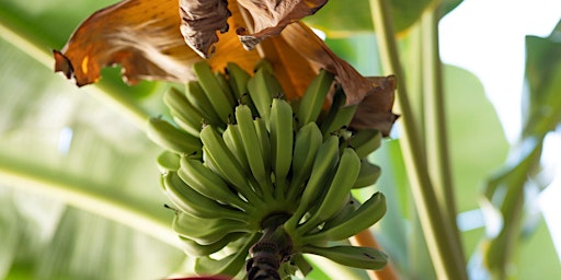 Imagen principal de 8-3-2024  Bananas and More