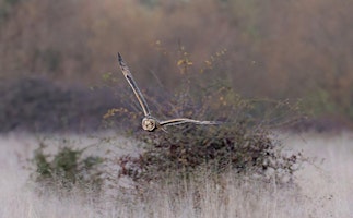 Birding trip to Staines Moor  primärbild