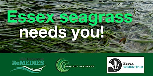 Searching for Seagrass -  Blackwater Estuary primary image