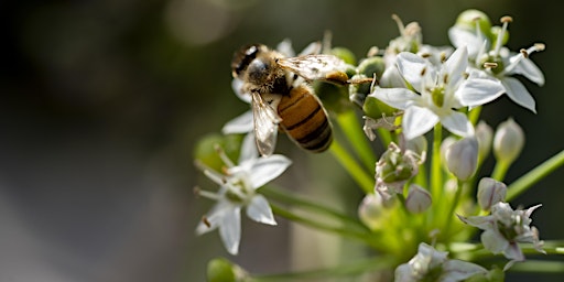 Hauptbild für A Battle Within the Hive- Beekeeping Seminar