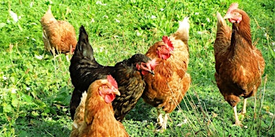 Primaire afbeelding van 2024 Halifax Harvest Days 4-H Poultry Project