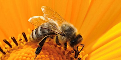 Eanna Ni Lamhna: Protect our Pollinators primary image