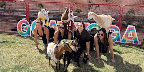 Goat Yoga Dallas @ Harwood Park!