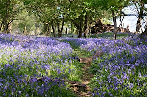 Move in Nature amongst the Bluebells primary image