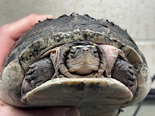Primaire afbeelding van Wagner's June 1st Saturday Open House: Meet the Turtles!