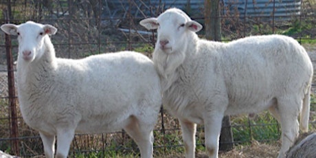 Living on a Few Acres - Sheep & Goat Management