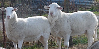 Living on a Few Acres - Sheep & Goat Management primary image