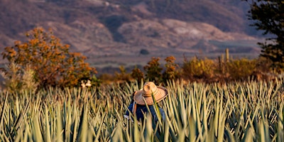 Hauptbild für Tequila and Food Pairing by Volcan Tequila
