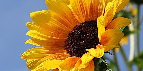 Imagen principal de Tranquil Sunflower Painting Class