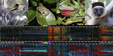 Wilderness technology: How bioacoustics can transform conservation. primary image