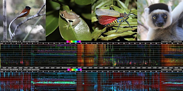 Wilderness technology: How bioacoustics can transform conservation.