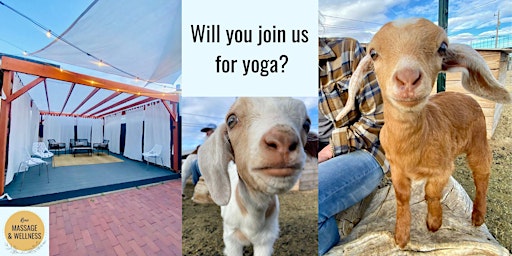 Imagem principal do evento Baby Goat Yoga at Reno Massage & Wellness!