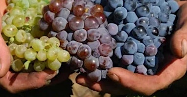 Image principale de A Three-Grape, Two-Professor Face Off