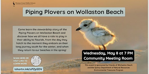 Piping Plovers on Wollaston Beach primary image