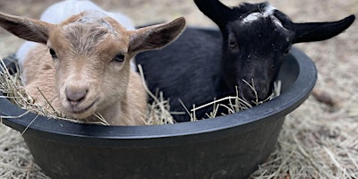 Hauptbild für Baby Goat Snuggle Session
